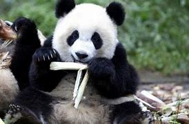 Panda Melambangkan Apa